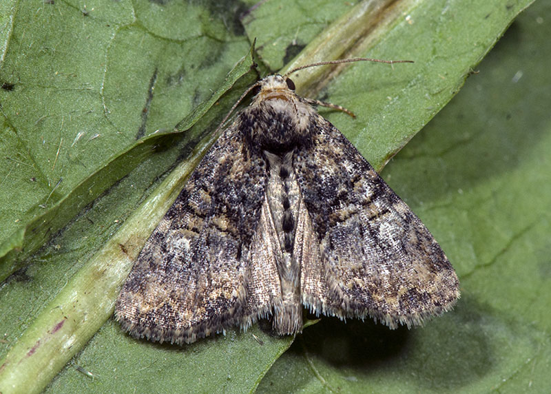 Noctuidae